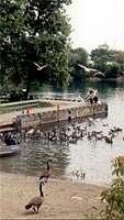 Birds at Bluffers Park