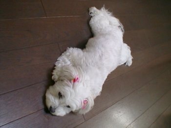 Chako